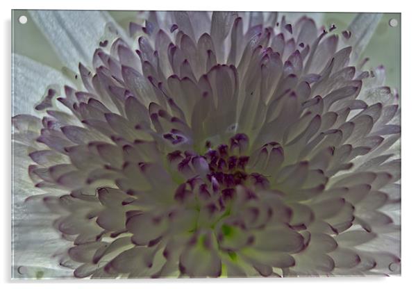 Chrysanthemum Acrylic by Brian Roscorla