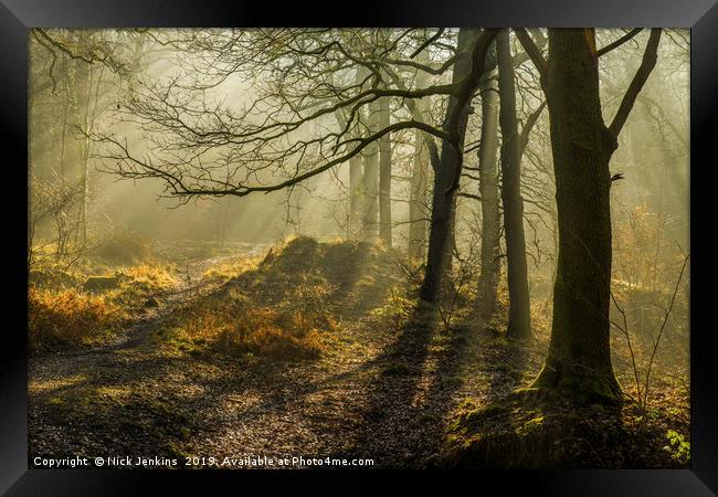 Light and Shadow in the Forest of Dean in February Framed Print by Nick Jenkins