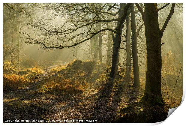 Light and Shadow in the Forest of Dean in February Print by Nick Jenkins