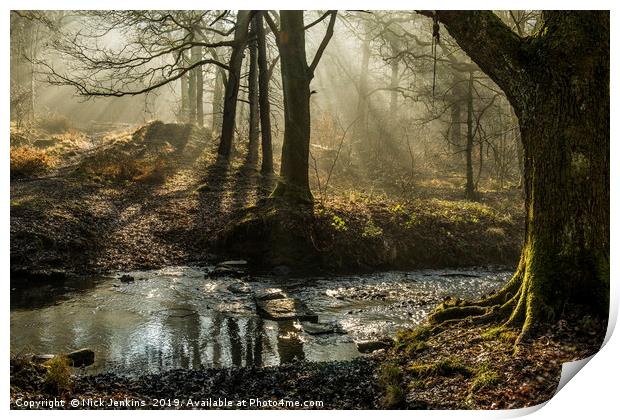 Light and Shadow Forest of Dean 6  Print by Nick Jenkins