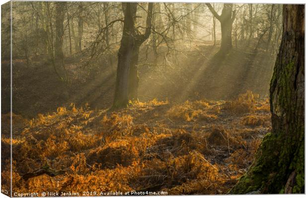 Light and Shade in the Forest of Dean February Canvas Print by Nick Jenkins
