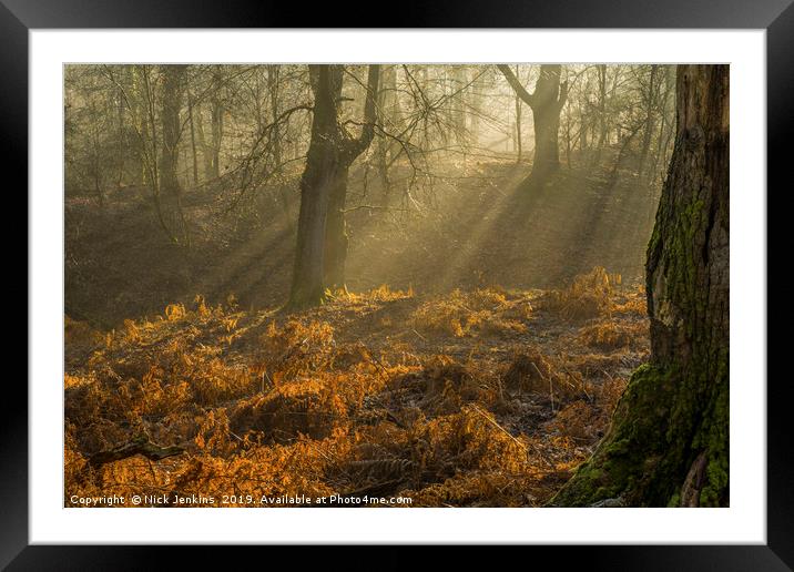 Light and Shade in the Forest of Dean February Framed Mounted Print by Nick Jenkins