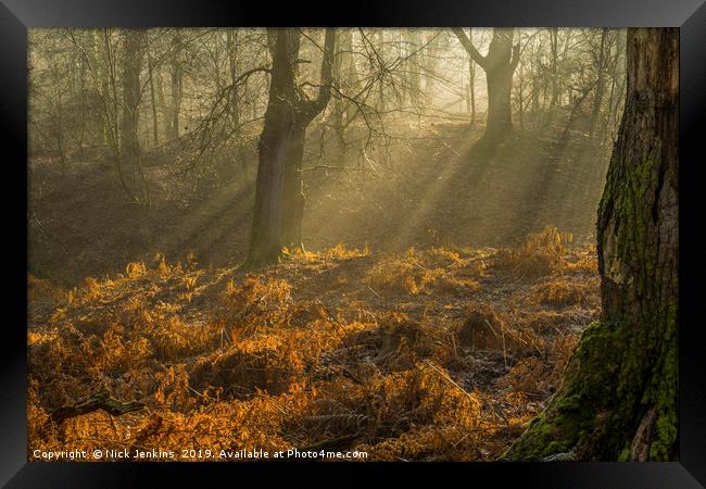 Light and Shade in the Forest of Dean February Framed Print by Nick Jenkins