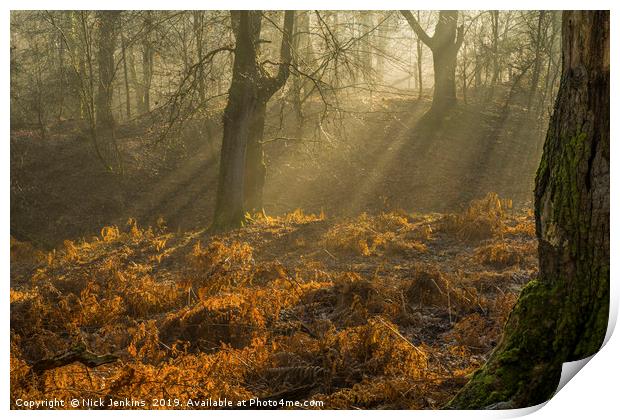 Light and Shade in the Forest of Dean February Print by Nick Jenkins