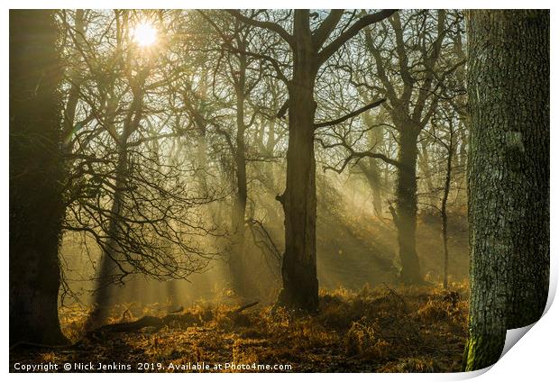 Light and Shadow Forest of Dean Gloucestershire Print by Nick Jenkins