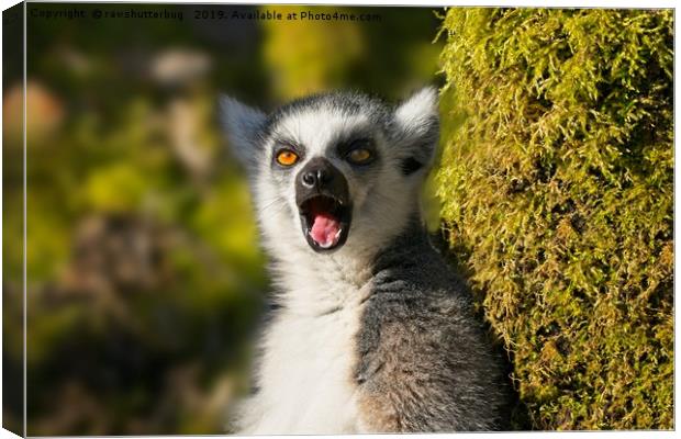 Yawning Ring-Tailed Lemur  Canvas Print by rawshutterbug 