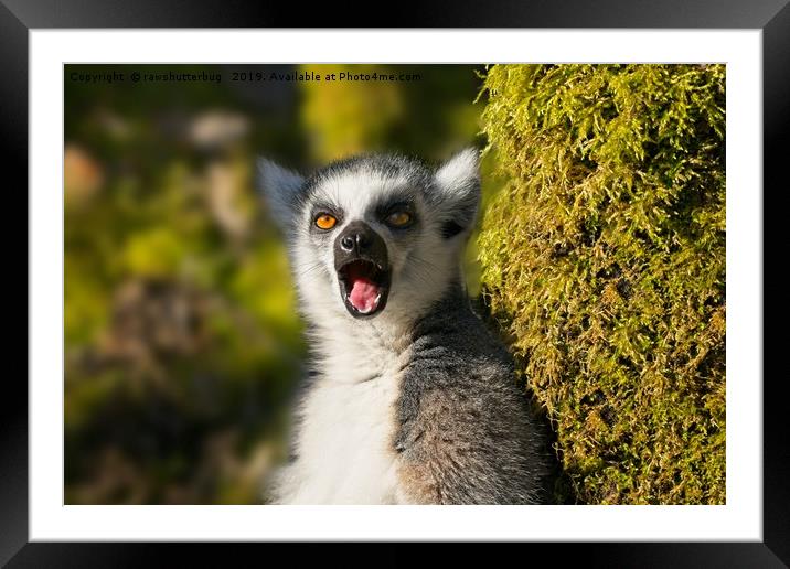 Yawning Ring-Tailed Lemur  Framed Mounted Print by rawshutterbug 