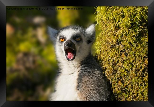Yawning Ring-Tailed Lemur  Framed Print by rawshutterbug 