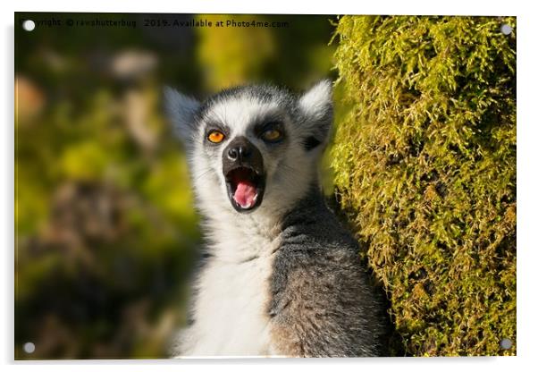 Yawning Ring-Tailed Lemur  Acrylic by rawshutterbug 