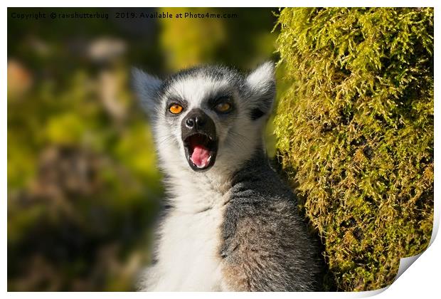 Yawning Ring-Tailed Lemur  Print by rawshutterbug 