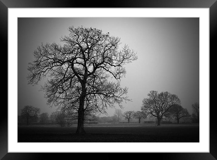 Winter Trees Framed Mounted Print by Darren Burroughs