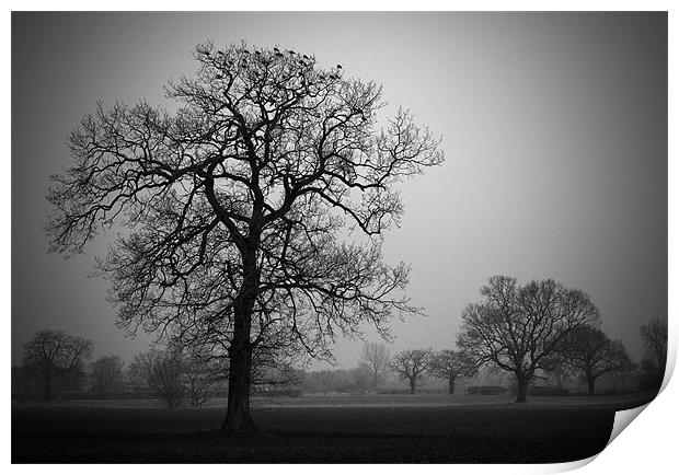 Winter Trees Print by Darren Burroughs