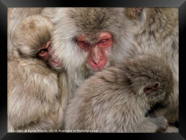Japanese snow monkey family cuddling up Framed Print by Lensw0rld 