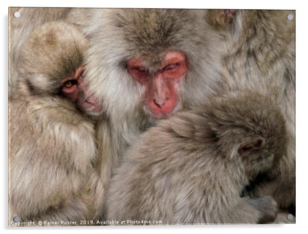 Japanese snow monkey family cuddling up Acrylic by Lensw0rld 