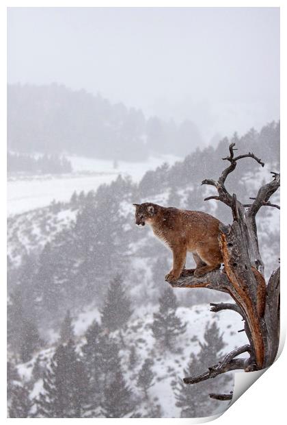 Cougar sitting in a tree, North America Print by Jenny Hibbert