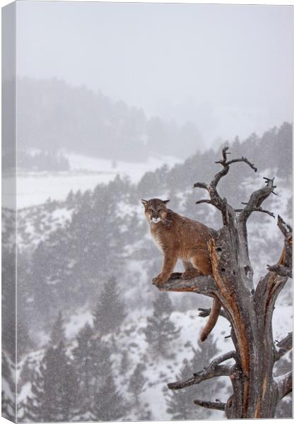 Cougar high up a tree in mountains Canvas Print by Jenny Hibbert