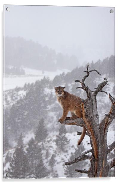 Cougar high up a tree in mountains Acrylic by Jenny Hibbert