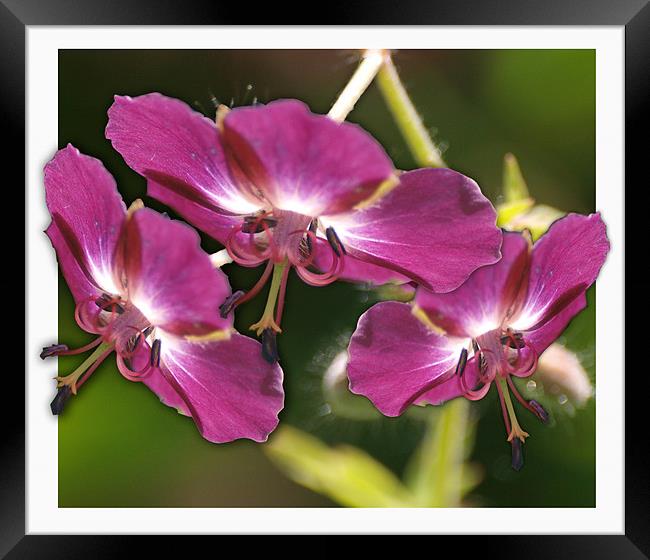 Tripetal Framed Print by james sanderson