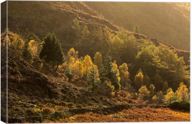 Autumn trees in afternoon light Nant Gwynant Wales Canvas Print by Jenny Hibbert