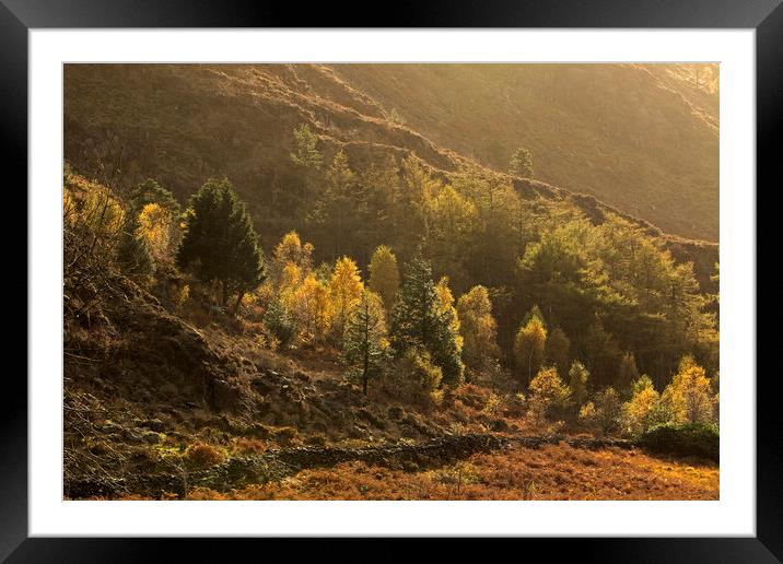 Autumn trees in afternoon light Nant Gwynant Wales Framed Mounted Print by Jenny Hibbert