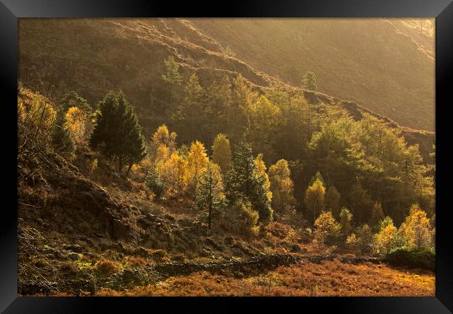 Autumn trees in afternoon light Nant Gwynant Wales Framed Print by Jenny Hibbert