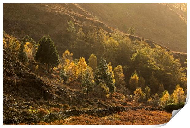 Autumn trees in afternoon light Nant Gwynant Wales Print by Jenny Hibbert