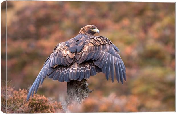 Golden Eagle catching the breeze, Scotland Canvas Print by Jenny Hibbert