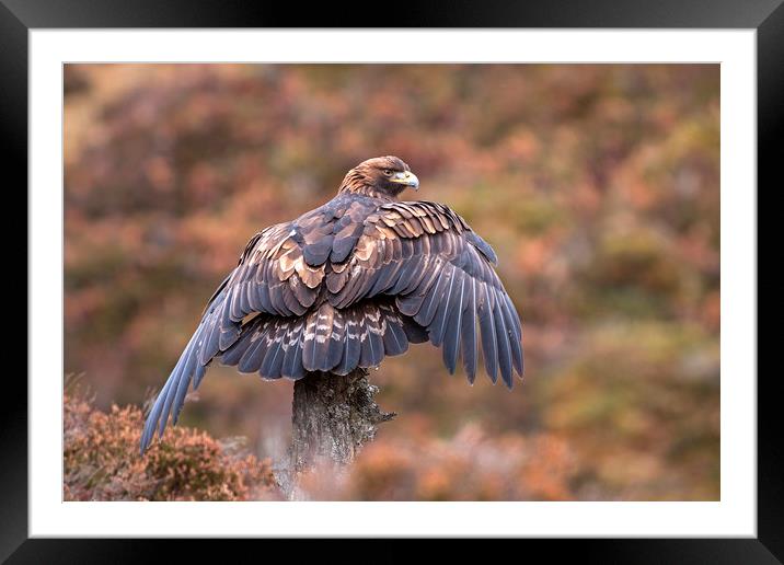 Golden Eagle catching the breeze, Scotland Framed Mounted Print by Jenny Hibbert