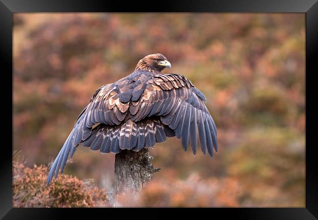 Golden Eagle catching the breeze, Scotland Framed Print by Jenny Hibbert