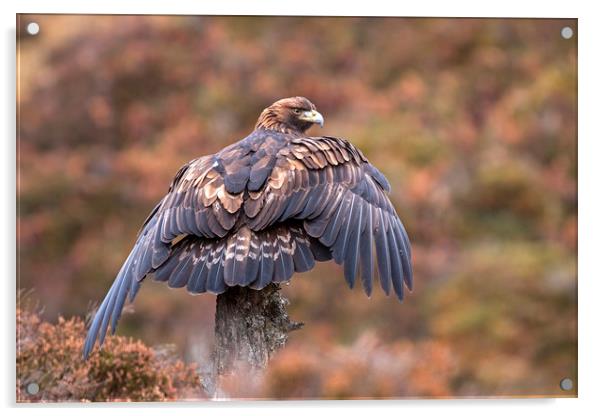 Golden Eagle catching the breeze, Scotland Acrylic by Jenny Hibbert