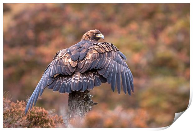 Golden Eagle catching the breeze, Scotland Print by Jenny Hibbert