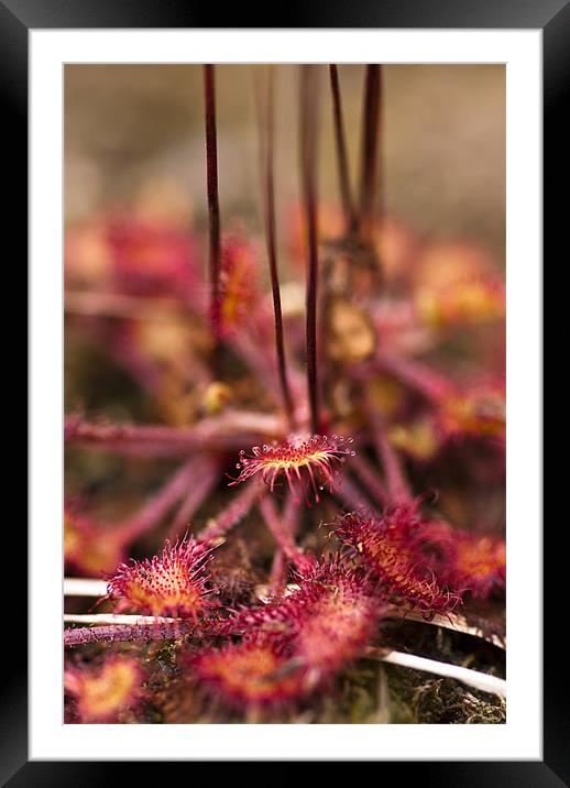 Plant, Round-leaved Sundew, Drosera rotundifolia, Framed Mounted Print by Hugh McKean