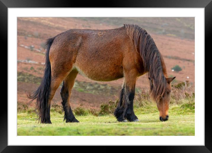 Dartmoor Pony grazing on Dartmoor national park Framed Mounted Print by Images of Devon