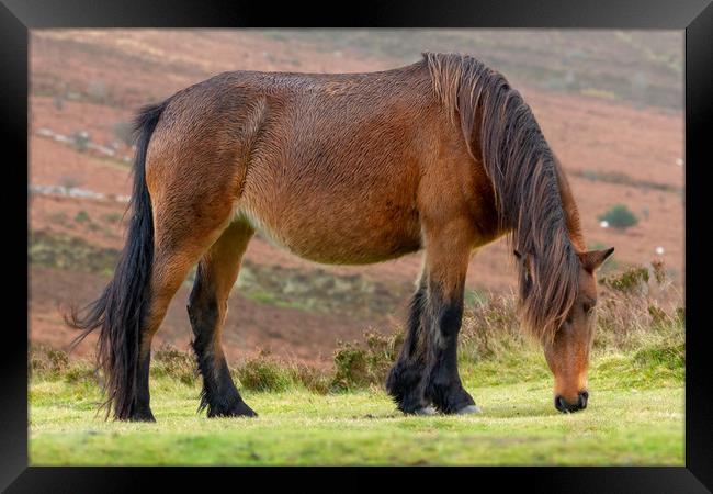 Dartmoor Pony grazing on Dartmoor national park Framed Print by Images of Devon