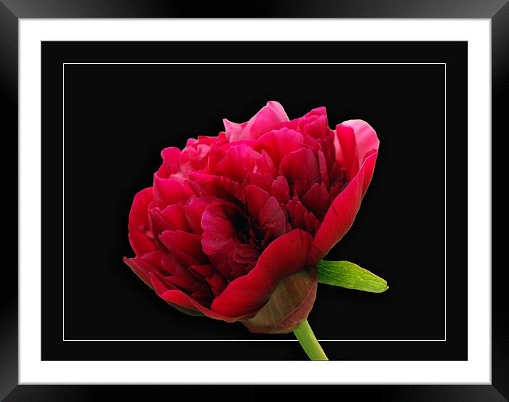 Rescent peonie Framed Mounted Print by james sanderson