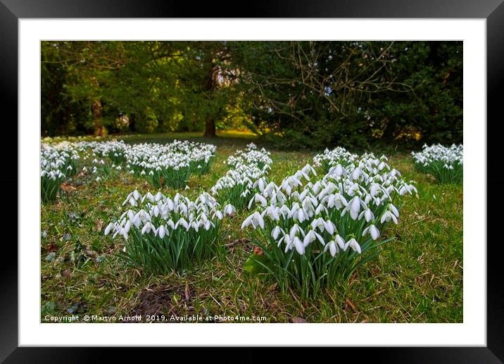 Snowdrops (Galanthus) at Thorp Perrow Framed Mounted Print by Martyn Arnold