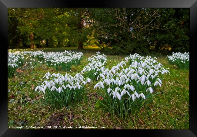Snowdrops (Galanthus) at Thorp Perrow Framed Print by Martyn Arnold