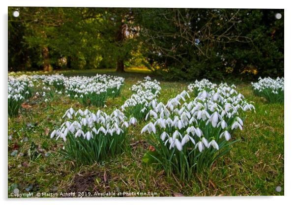 Snowdrops (Galanthus) at Thorp Perrow Acrylic by Martyn Arnold