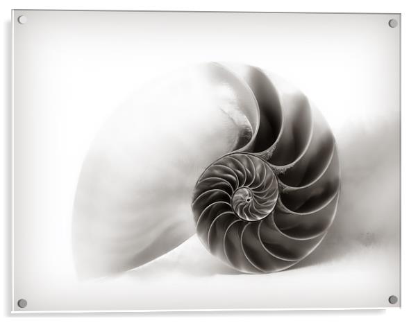 Nautilus Shell - Soft Grey Tones   Acrylic by Susie Peek