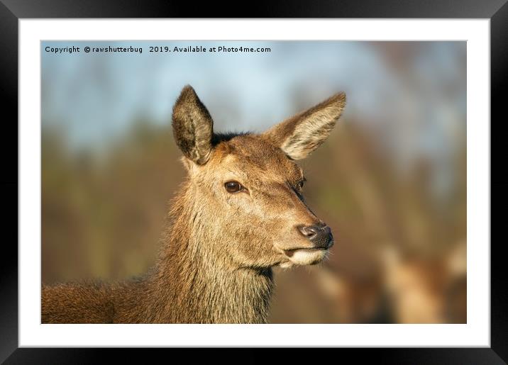 Wild Red Deer Framed Mounted Print by rawshutterbug 