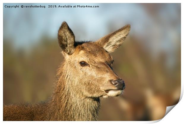 Wild Red Deer Print by rawshutterbug 