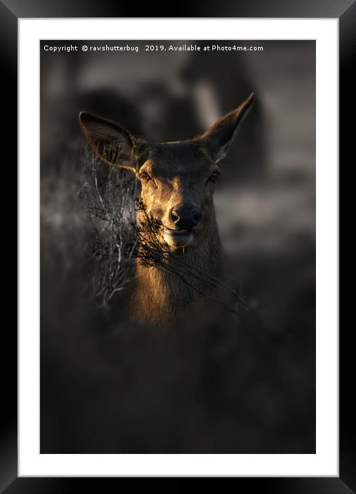 Red Deer Hiding In The Undergrove Framed Mounted Print by rawshutterbug 