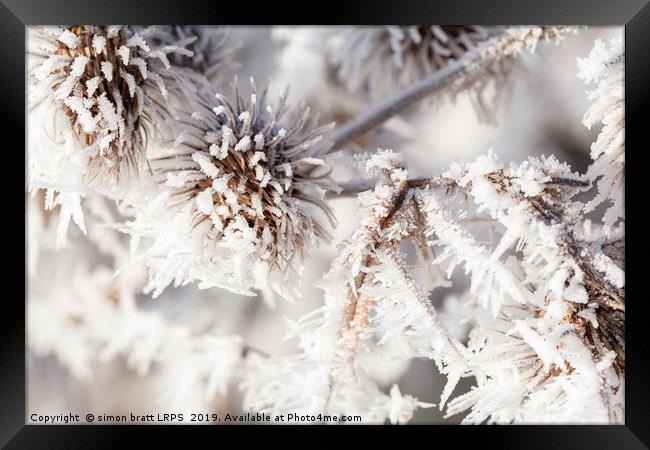 Winter frost on a garden thistle close up Framed Print by Simon Bratt LRPS