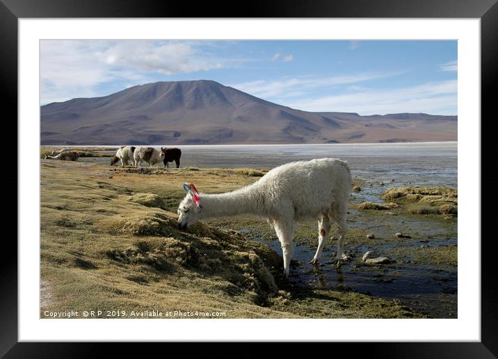 Alpaca grazing in Uyuni, Bolivia Framed Mounted Print by Lensw0rld 