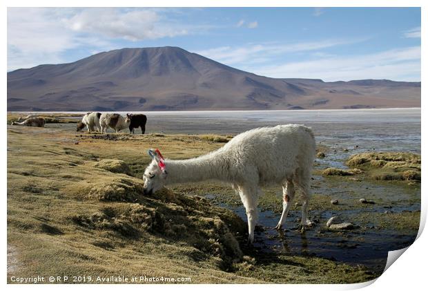 Alpaca grazing in Uyuni, Bolivia Print by Lensw0rld 
