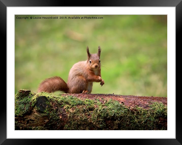 Alert Red squirrel; Sciurus vulgaris; Framed Mounted Print by Louise Heusinkveld