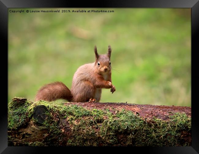 Alert Red squirrel; Sciurus vulgaris; Framed Print by Louise Heusinkveld