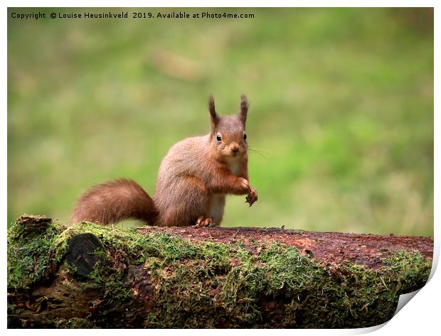 Alert Red squirrel; Sciurus vulgaris; Print by Louise Heusinkveld