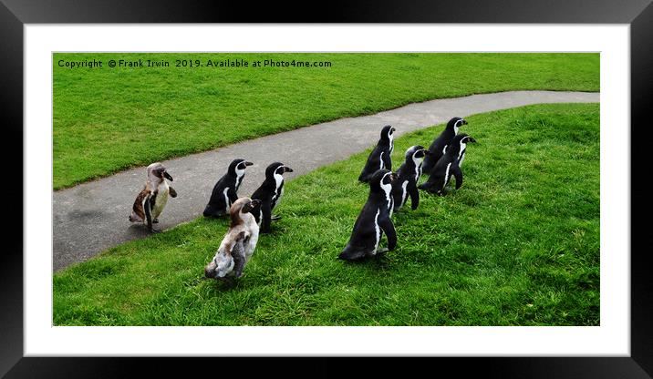 Humboldt Penguins Framed Mounted Print by Frank Irwin