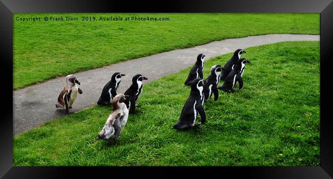 Humboldt Penguins Framed Print by Frank Irwin